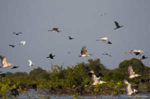 Oiseaux dans la réserve du Tonlé Sap
