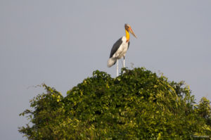 oiseau dans la réserve du Tonlé Sap