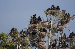 cormoran dans la réserve du Tonlé Sap