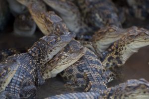 élevage de crodiles sur le Tonlé Sap