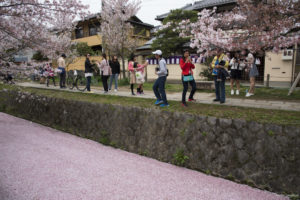 Hanami - Les fleurs de cerisiers tapissent le ruisseau