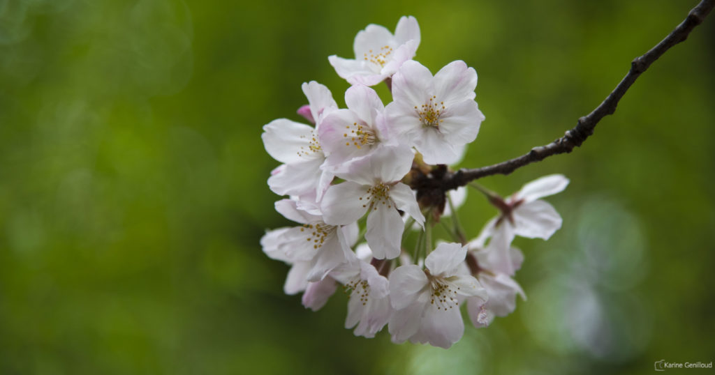 Hanami - Fleur de cerisier