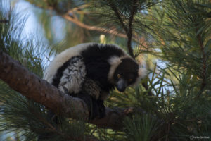 Lémurien Indri à Madagascar