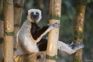 Lémurien à Madagascar