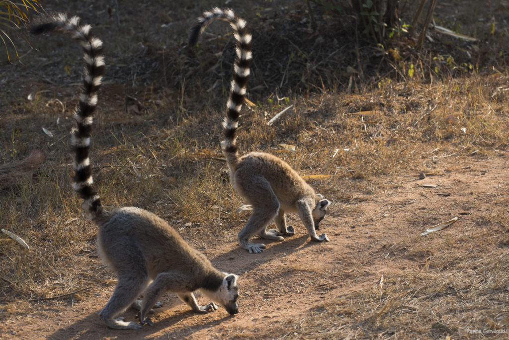 Lémurien - Madagascar