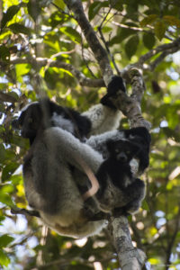 Lémurien et son petit - Madagascar