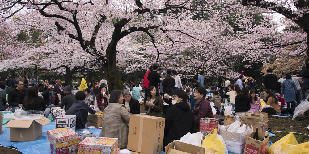 Hanami - Tokyo