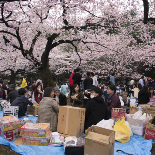 Hanami - Tokyo