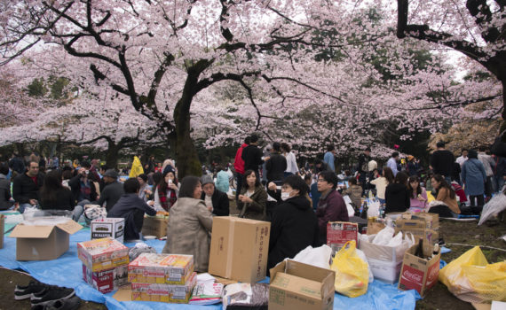 Hanami - Tokyo